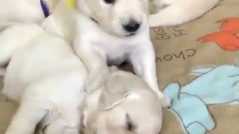 Fun Animals