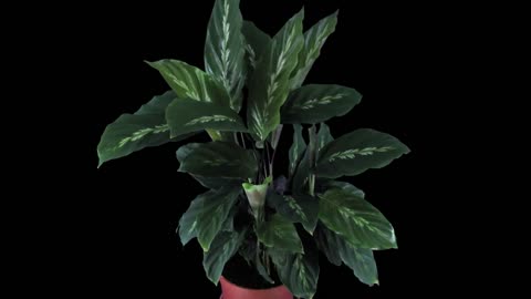 Best Indoor Spot for Prayer Plant