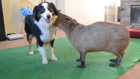 When Your Pet Brings Home a Friend