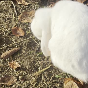 Bunny Meets Kitten for the First Time