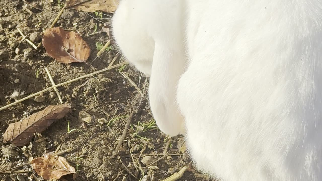 Bunny Meets Kitten for the First Time