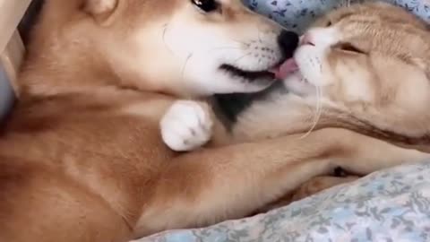 Cat videos Compilation Funny cat videos cute cats |Try not to laugh