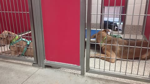 Bronx-black leader by gate door 7y A870109 Sadie 1y A864381 kennel 5 pod 1 PACC shelter20250622_974