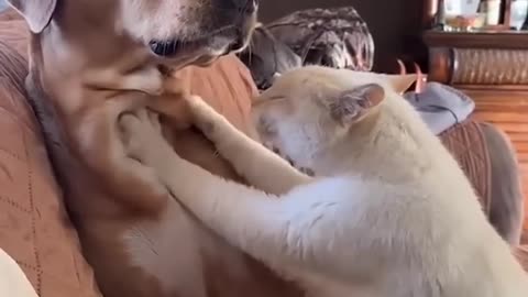 Cat and dog are best friends 🥰❤️