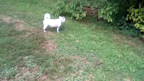 dog