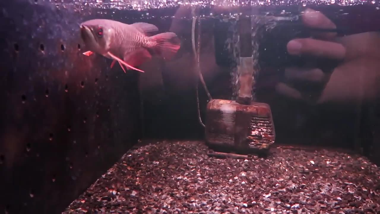 【龍爵士】老種 極上藍底 26公分 (2)