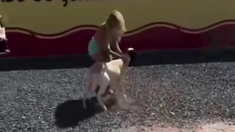 Crazy goat.😂🤣