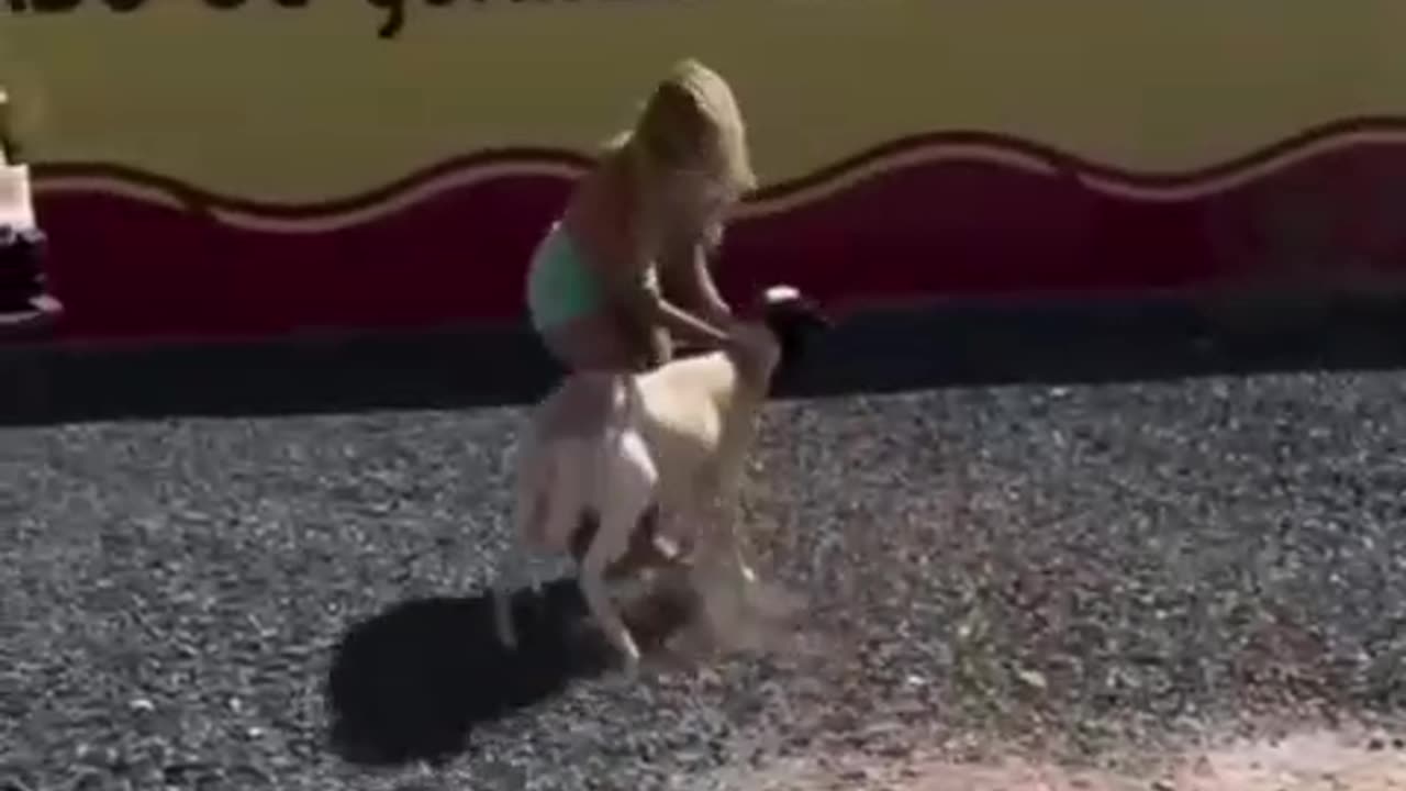 Crazy goat.😂🤣