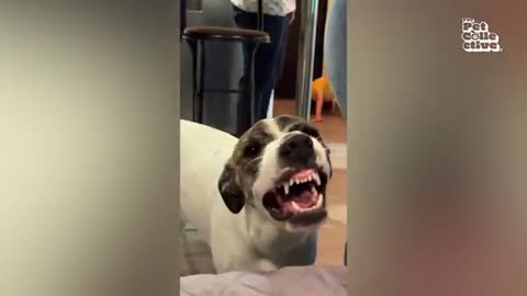 We Don't Deserve Dogs