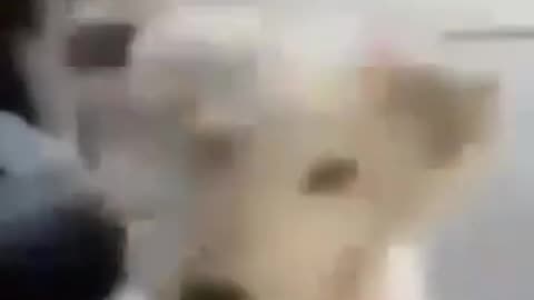 Meme