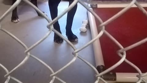 Giovanni 9 Month Old Pet ID 906962 Kennel 7 for HSSSAZVID_20211018_143158