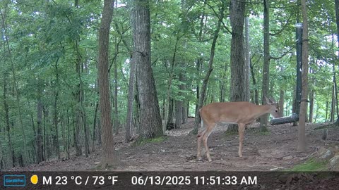 The Woods – 06/14/2025
