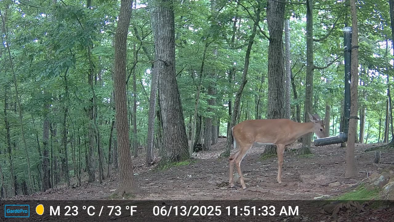 The Woods – 06/14/2025
