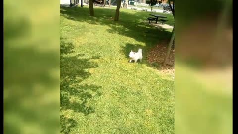dog