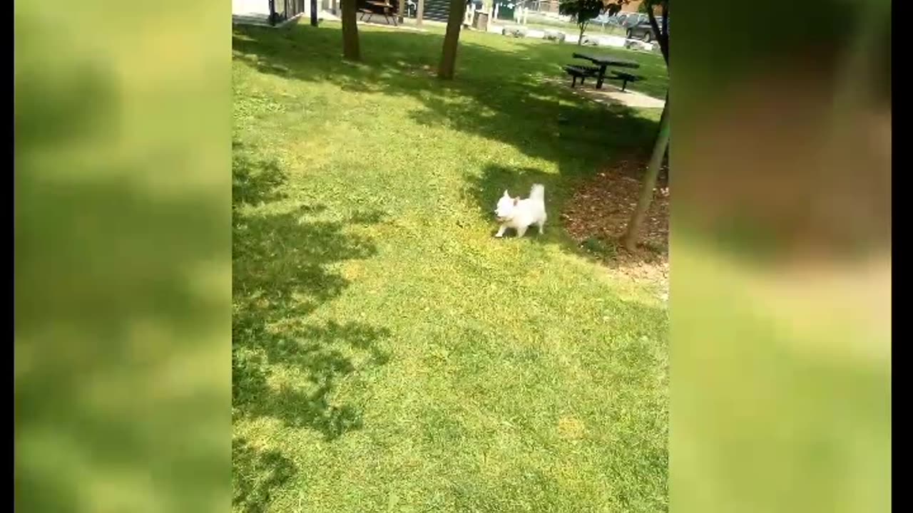 dog