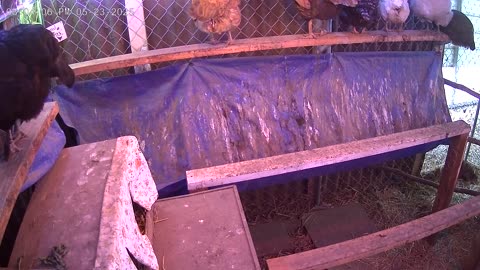 Friday Night Perch Up Cam3