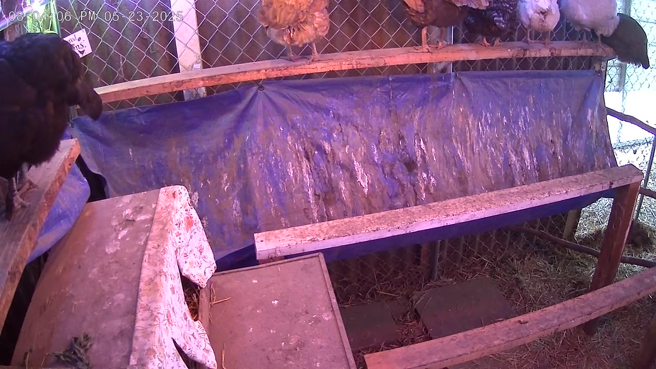 Friday Night Perch Up Cam3