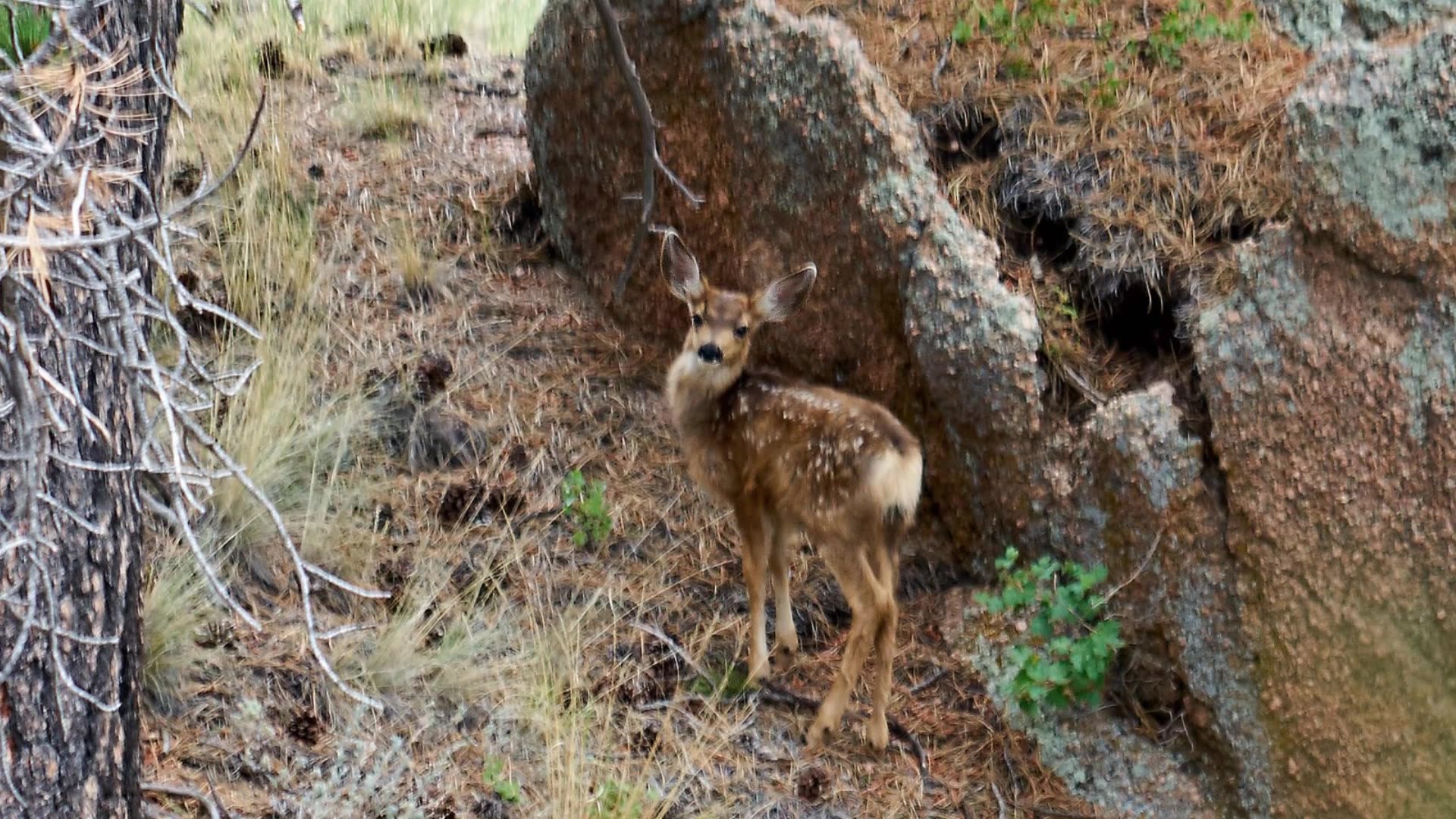 Deer and Fawns 7-2025