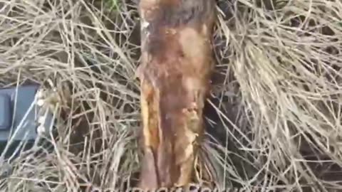 Pig lost a hoof while running.