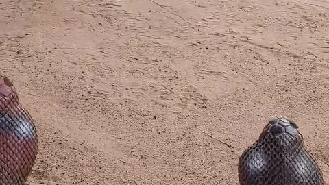 Super viral video and funny, animals amazing