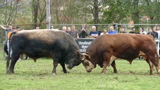 Zećo od Mostića vs Putalj od Trkulje Bronzani Majdan 2025