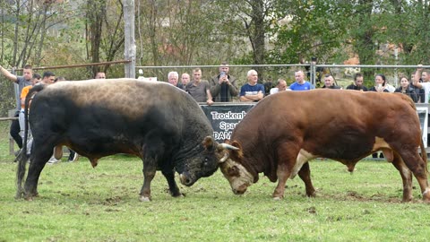 Zećo od Mostića vs Putalj od Trkulje Bronzani Majdan 2025