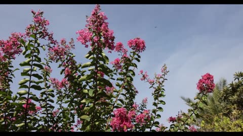 Enjoy the smooth jazz music and admire the beauty of the flowers, enjoy it P3