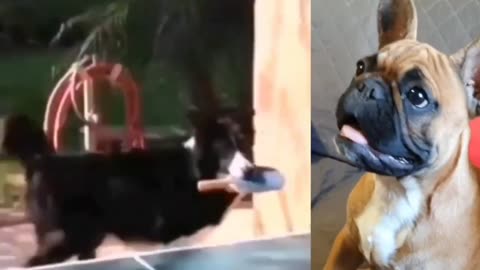 Animal funny