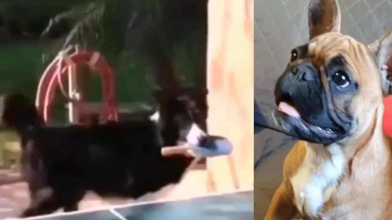 Animal funny