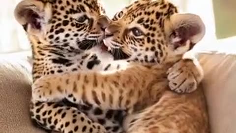 Paw-sitively Adorable! 😻 Jaguar Cubs Romp and Roll Their Way Into Our Hearts!