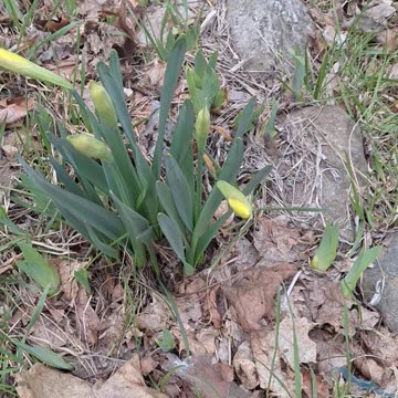 Daffodils'