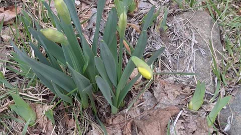 Daffodils'