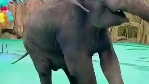 Elephant dancing