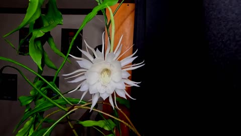 🌹👑 She Turns Her Backyard Into A Tropical Paradise! | FeedMyCuriosity