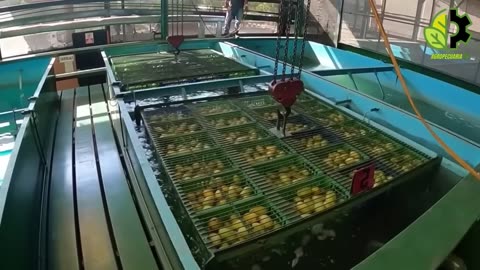 Como los agricultores MEXICANOS producen miles de toneladas de mangos cada año de esta manera