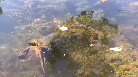Feed big & old Turtle