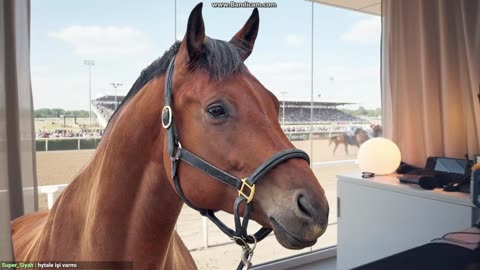 ™️ TÜRKİYENİN İLK AT-TUBERı indi bindide korku günü (hastayım ondan kamera yok) !whatsapp