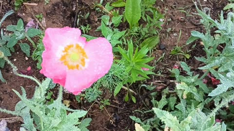 Poppy