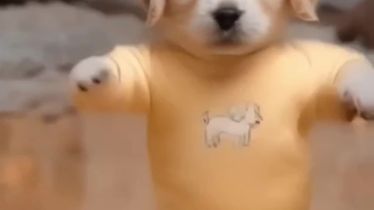 Can a dog dance ?