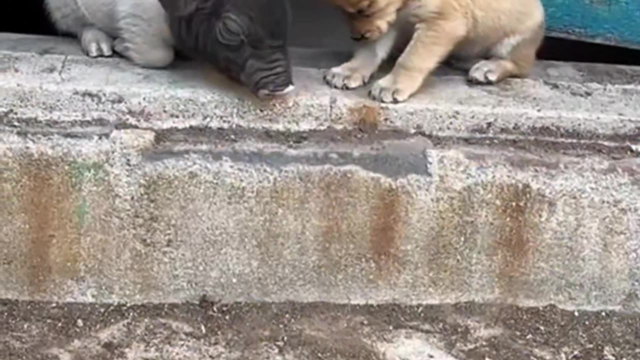 Rhubarb dog was helpless in the face of the little black dog's provocation