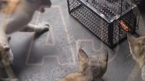 Funny animals video