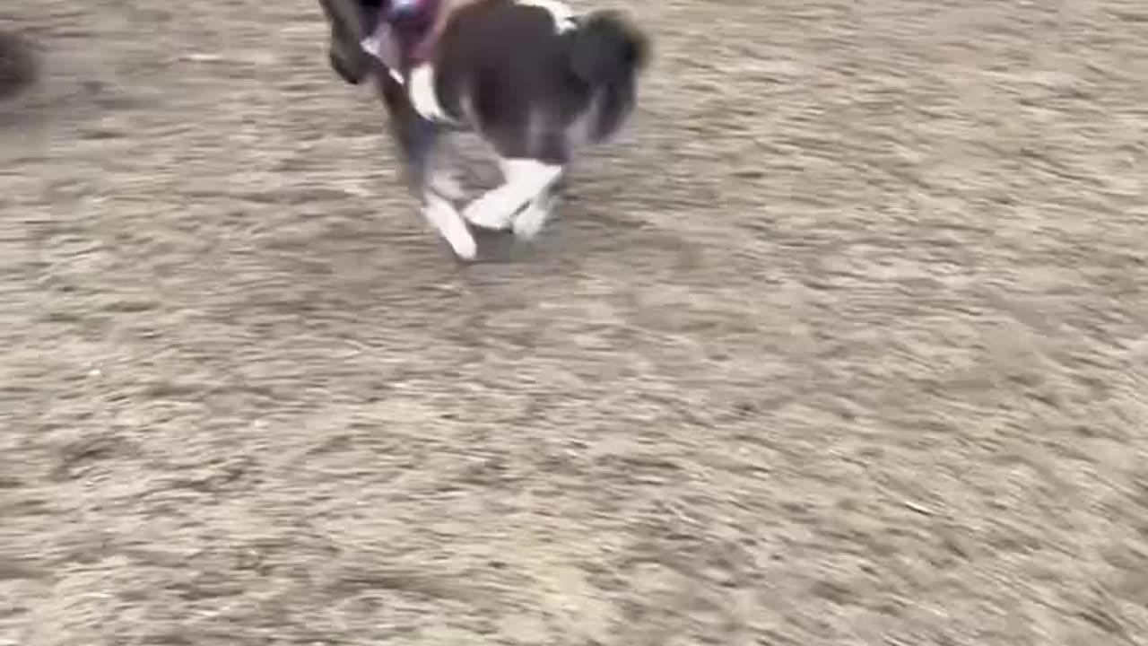 "Tiny Baby Horse Having the Best Time! 🐴😍"