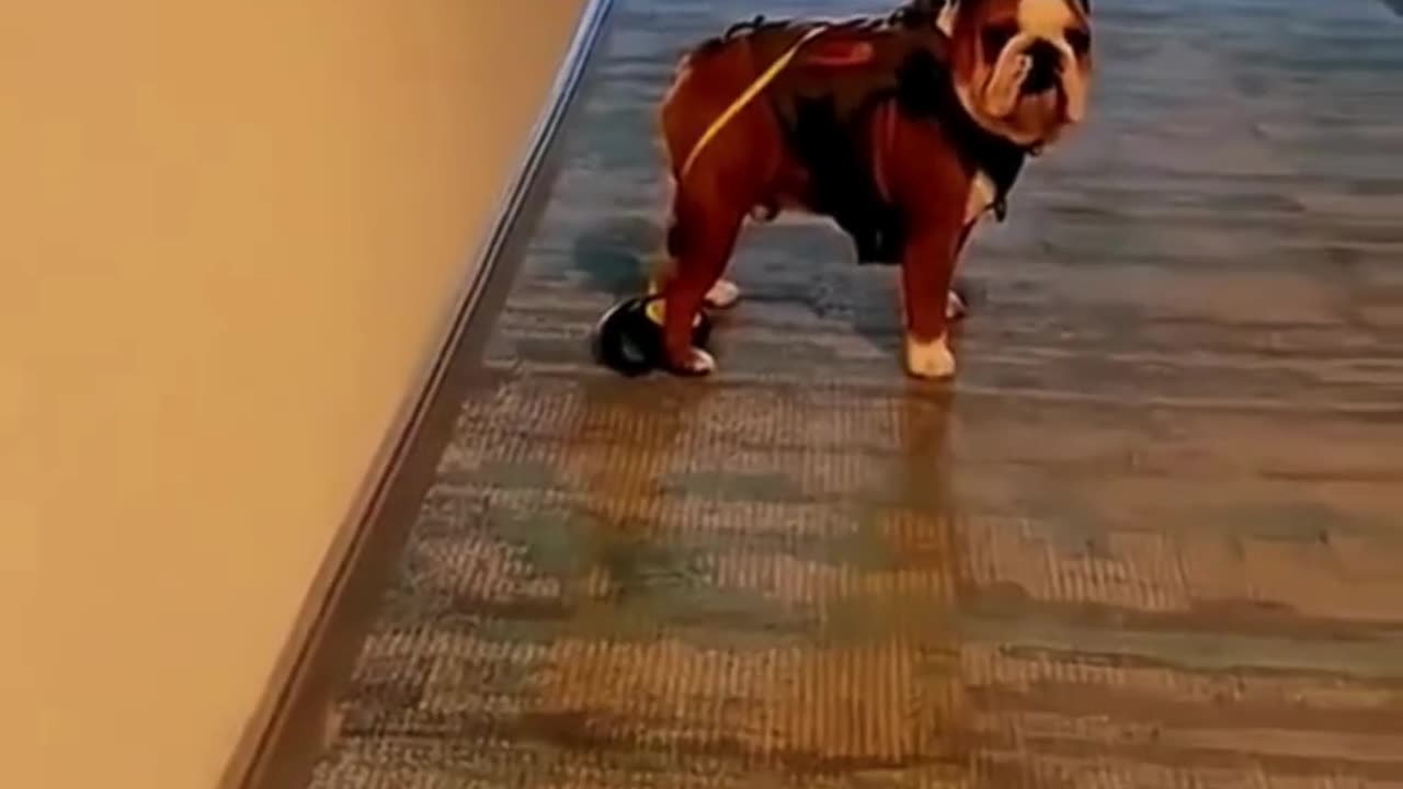 FUNNY ANIMAL COMPILATIONS - PART 66