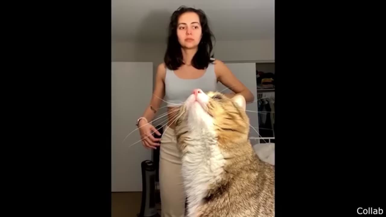 Cat corner