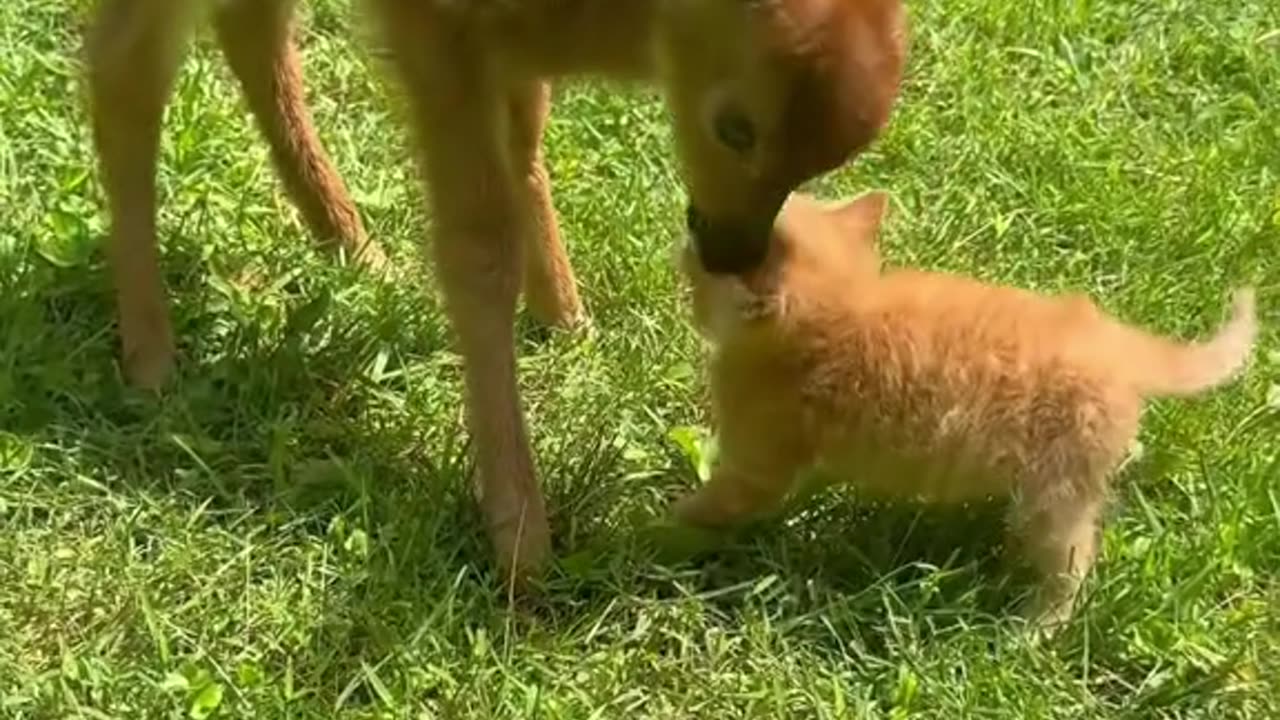 Deer trapped in glacier gets timely help from kind family