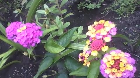 Lantana camara yellow and purple are filmed in a small garden, beautiful flowers! [Nature & Animals]