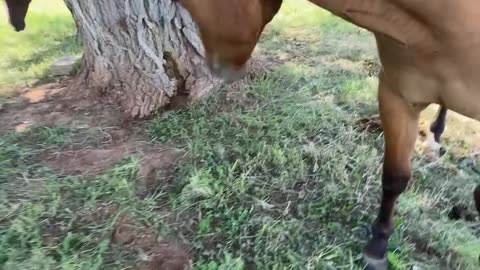 Swinging with the Horses on this beautiful summer day. cartercountrymeats.com