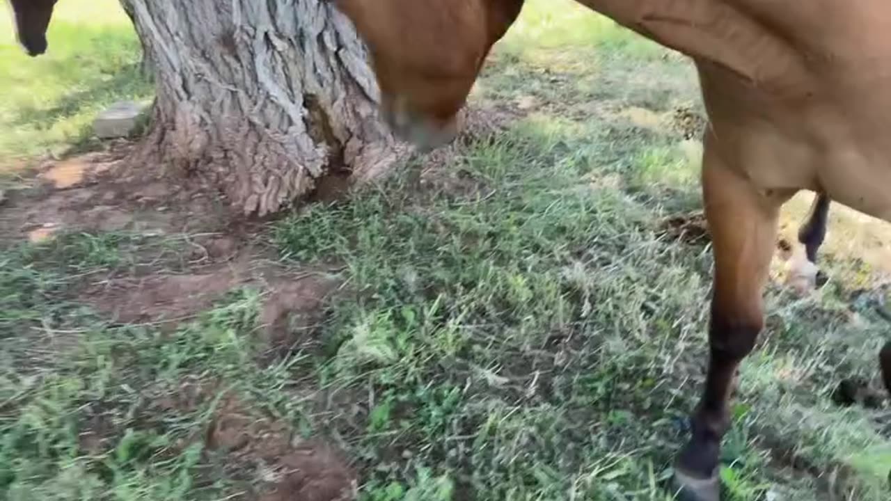 Swinging with the Horses on this beautiful summer day. cartercountrymeats.com