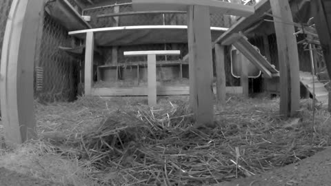 Friday Night Perch Up - Ground Level
