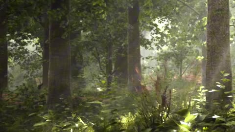 Beneath the Canopy 🌲🌿 | Sounds of Nature